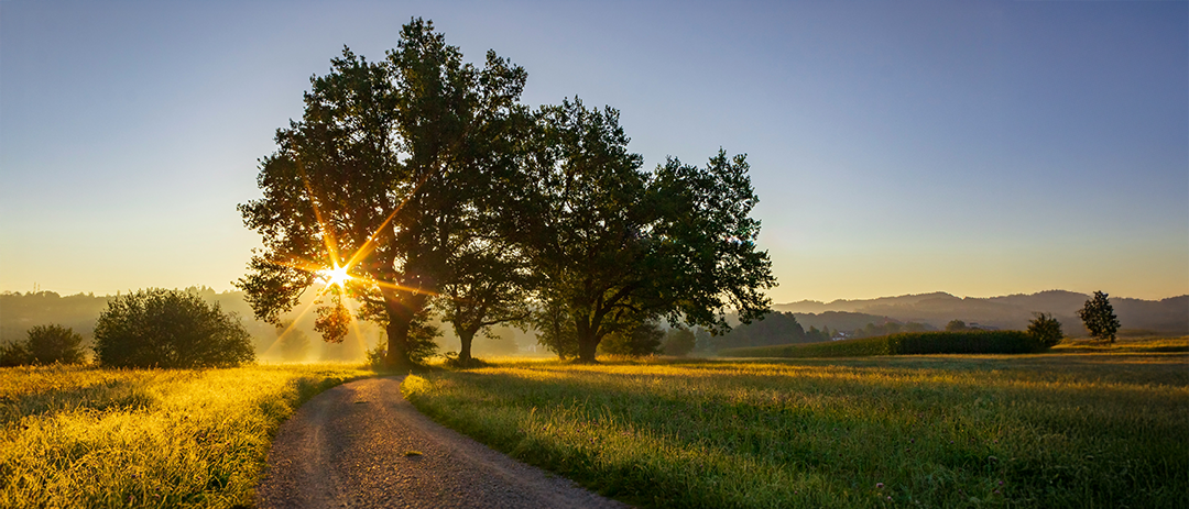 인생의 길을 상징하는 숲속 오솔길과 햇살